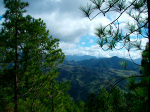Tamadaba Skogen Gran Canaria
