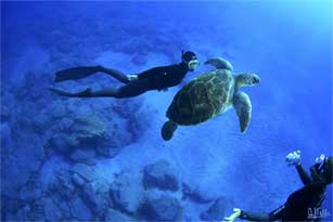 Sköldpadda under vatten Gran Canaria