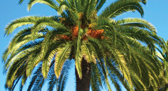 Kanarisk Palm