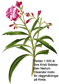 Nerium Oleander Gran Canaria