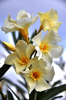 blommor gran canaria