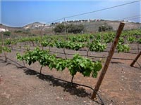 Vinproducent Gran Canaria